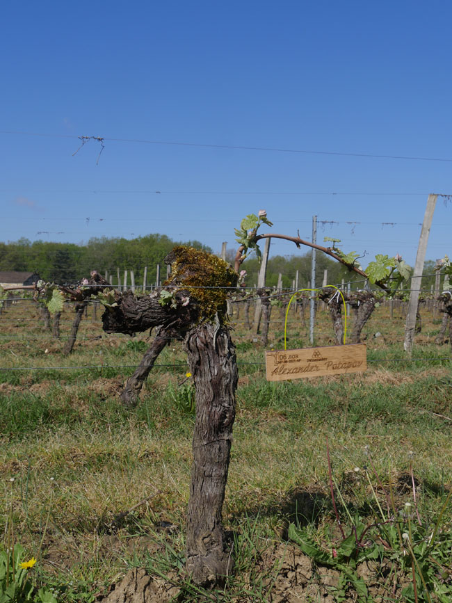 Виноградник на урожай